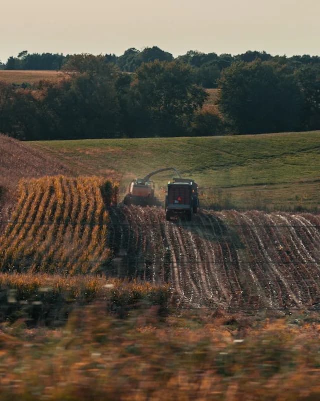 harvesting in the fields